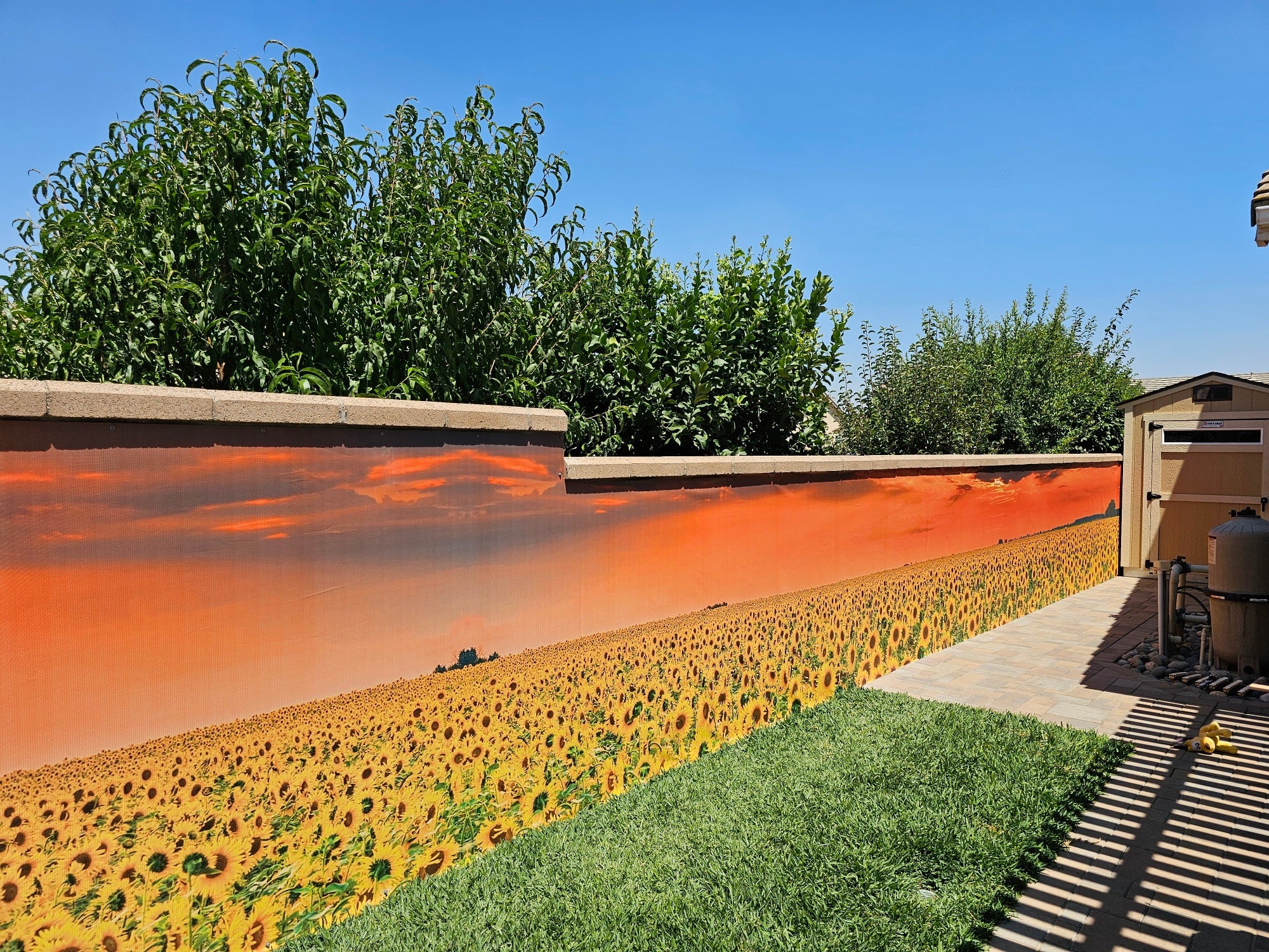 1703 - Sunflower Sunset Glow, Panoramic