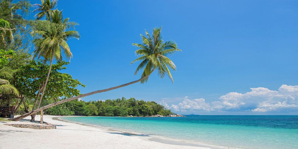 Bintan Island tropical beach mural with leaning palm tree, perfect for indoor and outdoor spaces.