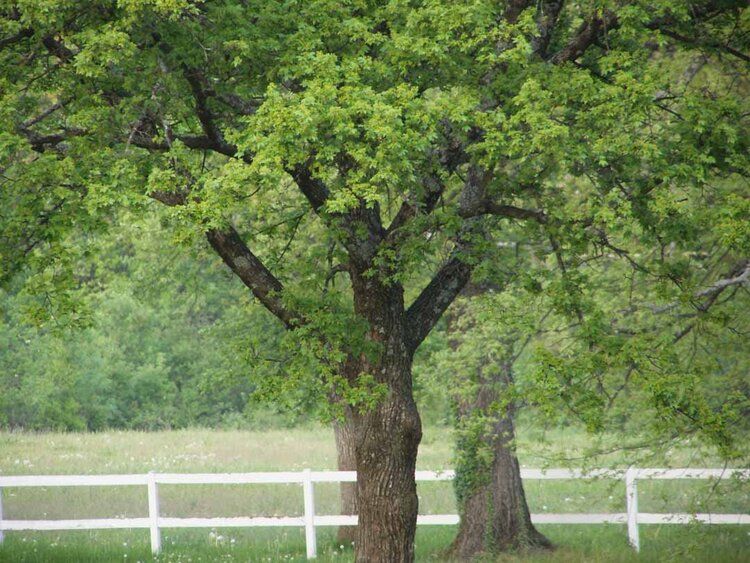 Spring oak trees with white fence mural, ideal for indoor and outdoor spaces.