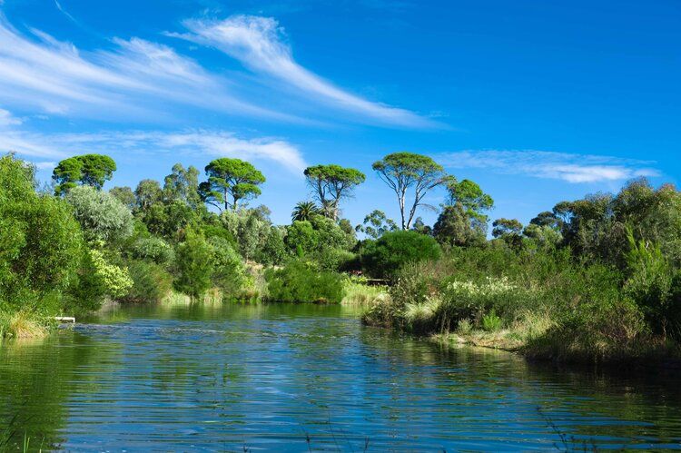 Australian park mural with trees and pond, ideal for indoor and outdoor spaces.