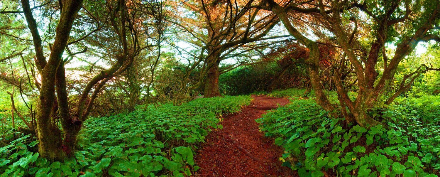 Wilderness path mural from Chetco Point Park, ideal for indoor and outdoor spaces.