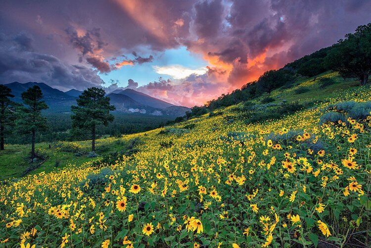 Mountain valley sunset mural with wildflowers and distant peaks, perfect for indoor and outdoor spaces.