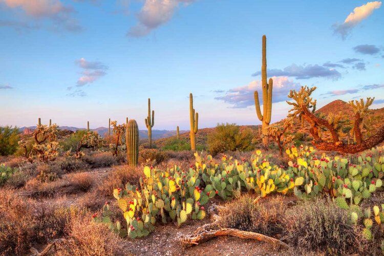 Tonto National Forest sunset mural with red hues, ideal for indoor and outdoor spaces.