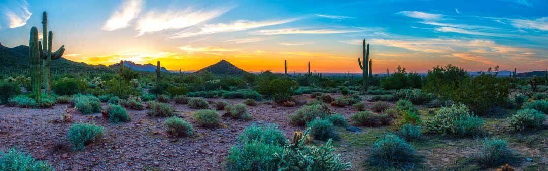 Sunrise mural of Saguaro National Park with mountains, ideal for indoor and outdoor spaces.