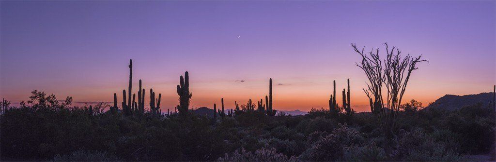 Dusk mural of Saguaro National Park with emerging stars, ideal for indoor and outdoor spaces.
