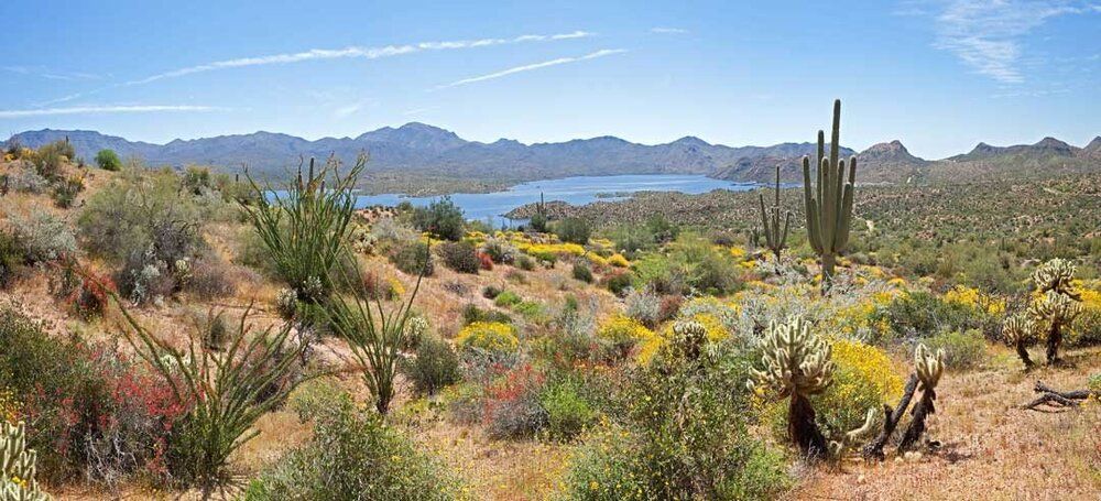 Bartlett Lake with desert mountains and saguaros, ideal for indoor and outdoor spaces.