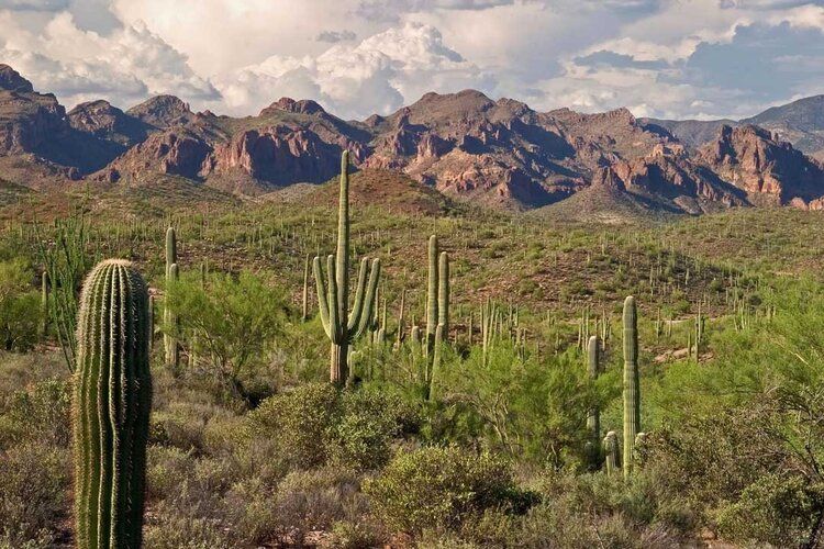 Panoramic mural of Superstition Wilderness in the Sonoran Desert, ideal for indoor and outdoor spaces.