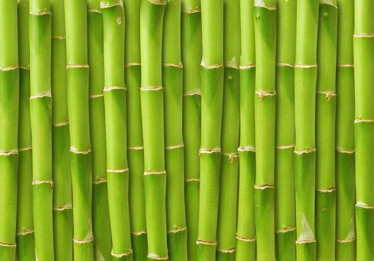 Green bamboo fence mural, ideal for adding a natural, calming vibe to indoor and outdoor spaces.