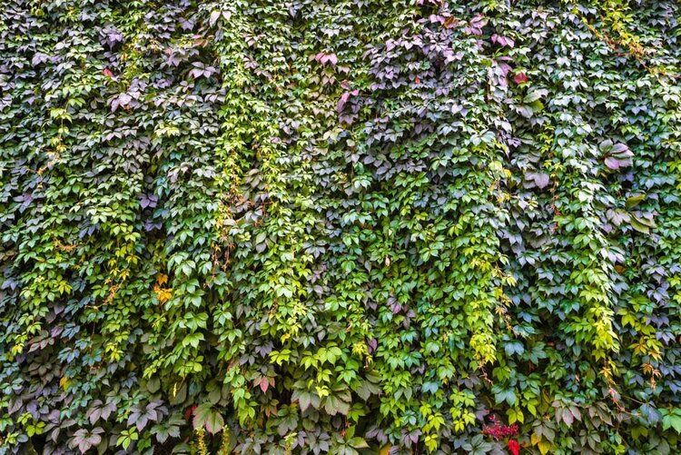 wall mural with grapevine leaves, perfect for enhancing indoor and outdoor environments.