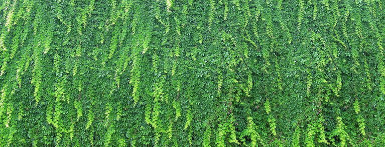 Vibrant ivy-covered wall mural, ideal for bringing natural beauty to indoor or outdoor spaces.