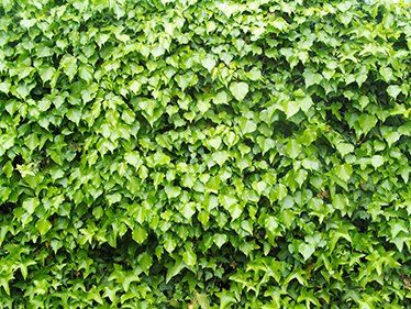 Ivy Hedera wall mural, ideal for bringing natural elegance to indoor or outdoor spaces.