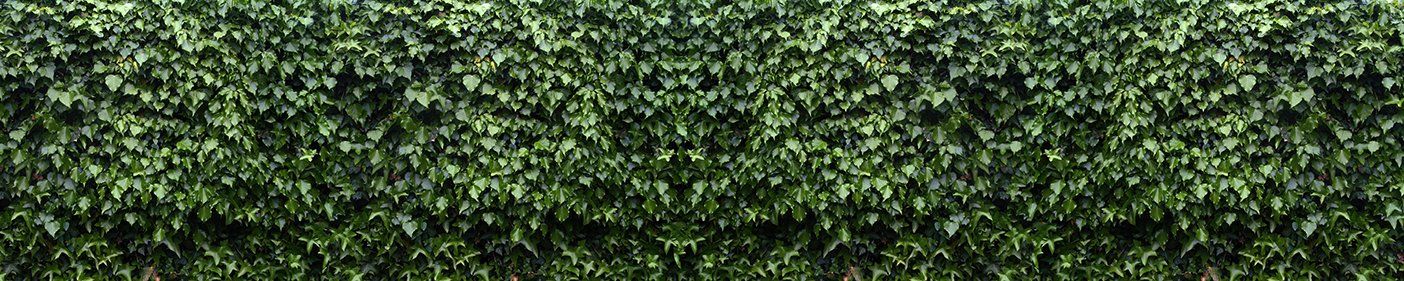 Panoramic mural with vibrant green leaves, perfect for adding natural beauty to indoor or outdoor spaces.