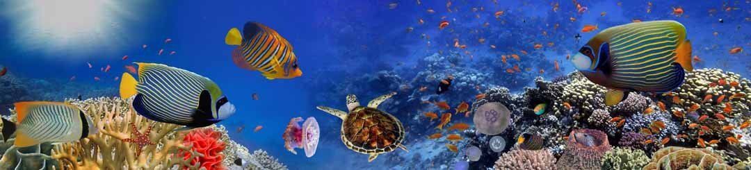 Panoramic mural of sea corals and tropical fish, perfect for enhancing indoor or outdoor spaces.