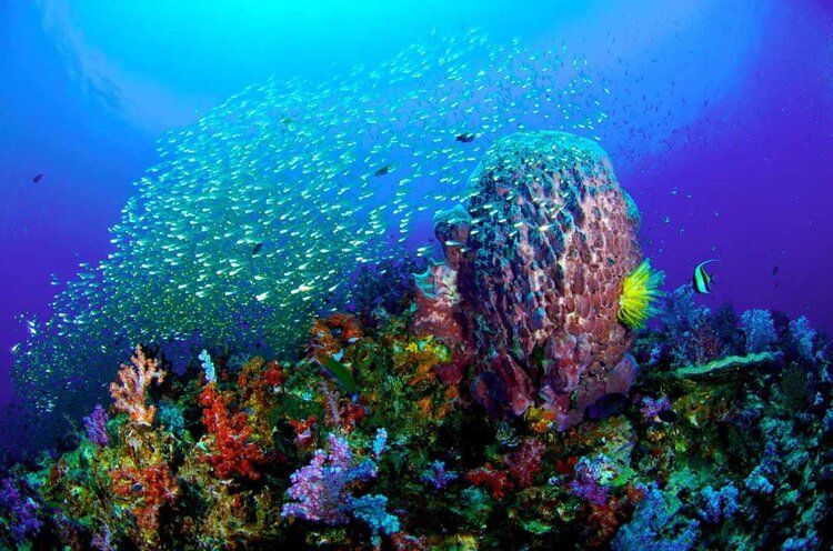 Similan National Park coral reef mural, ideal for enhancing indoor or outdoor spaces with ocean beauty.