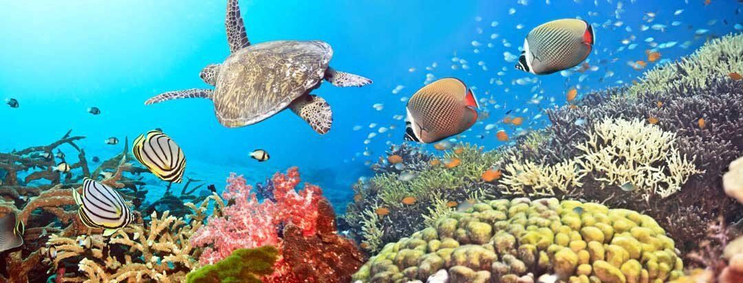 Underwater panorama with tropical fish, coral, and sea turtles, perfect for indoor or outdoor spaces.