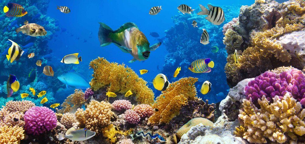 Underwater wall mural with colorful corals and tropical fish, perfect for indoor or outdoor spaces.