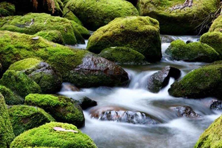 Moss-covered rocks in a riverbed with softly flowing water, creating a serene, tranquil atmosphere.