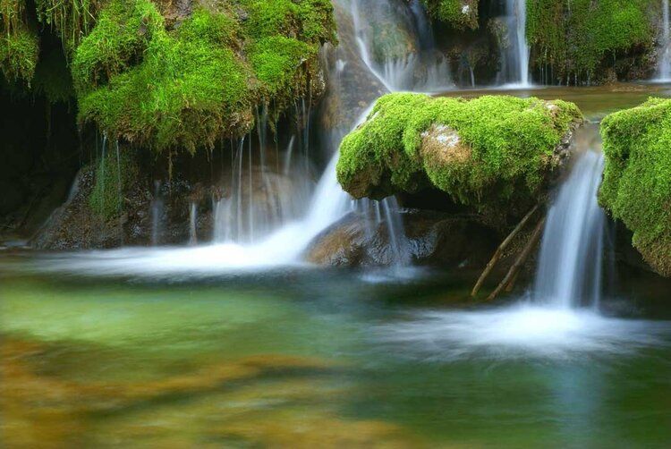 Forest stream with vibrant green moss, creating a serene and untouched natural atmosphere for wall art.