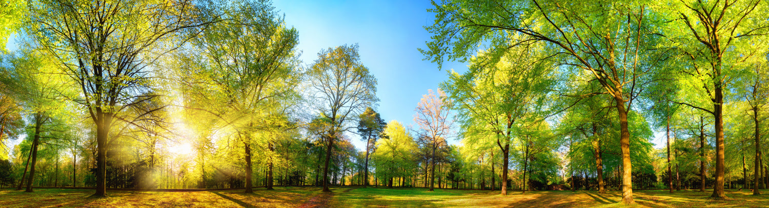 Panoramic sunlit spring trees mural, perfect for bringing nature indoors or enhancing outdoor spaces.