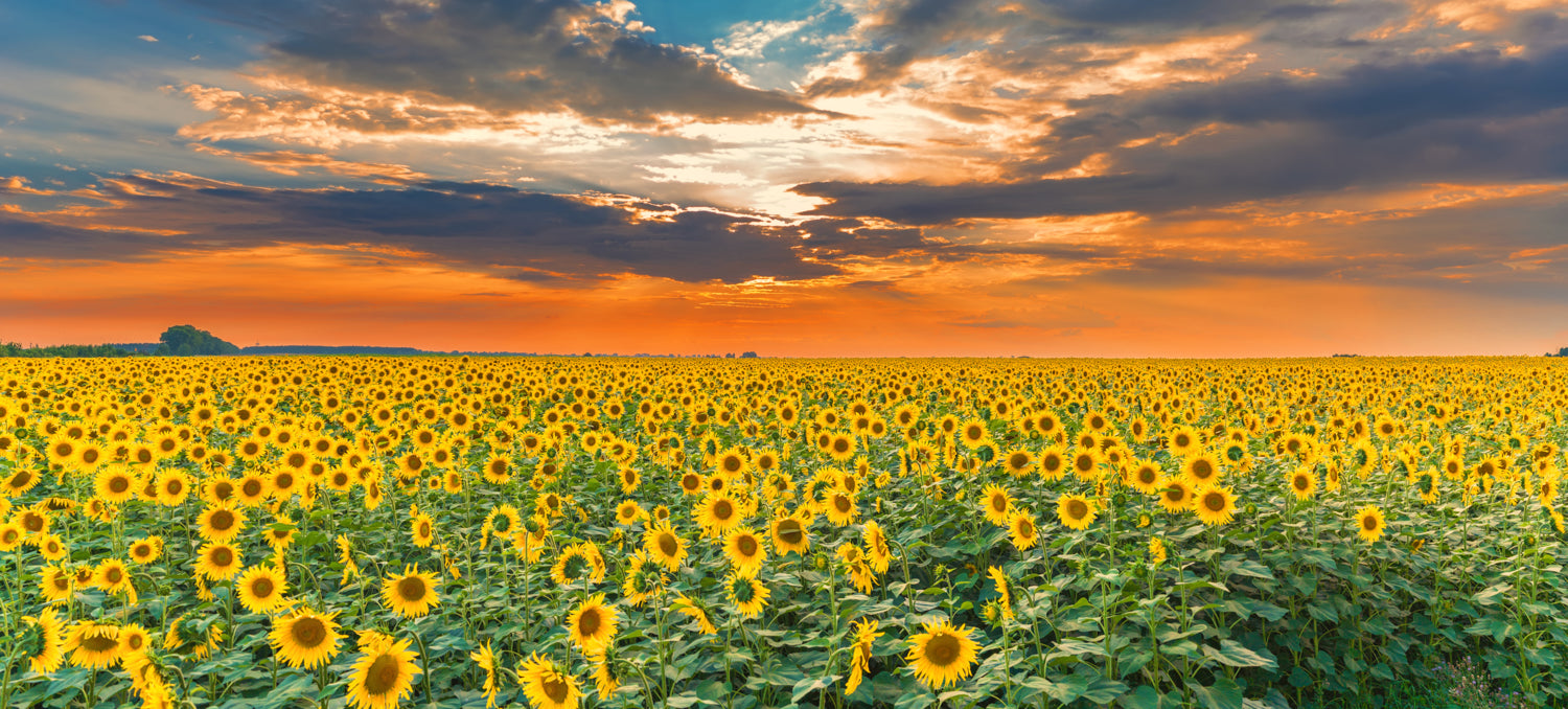 Panoramic sunflower field at sunset mural, perfect for enhancing indoor and outdoor spaces.