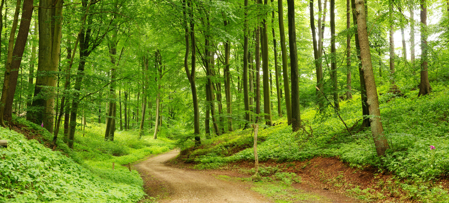 Panoramic forest path mural with lush greenery, ideal for indoor and outdoor spaces.