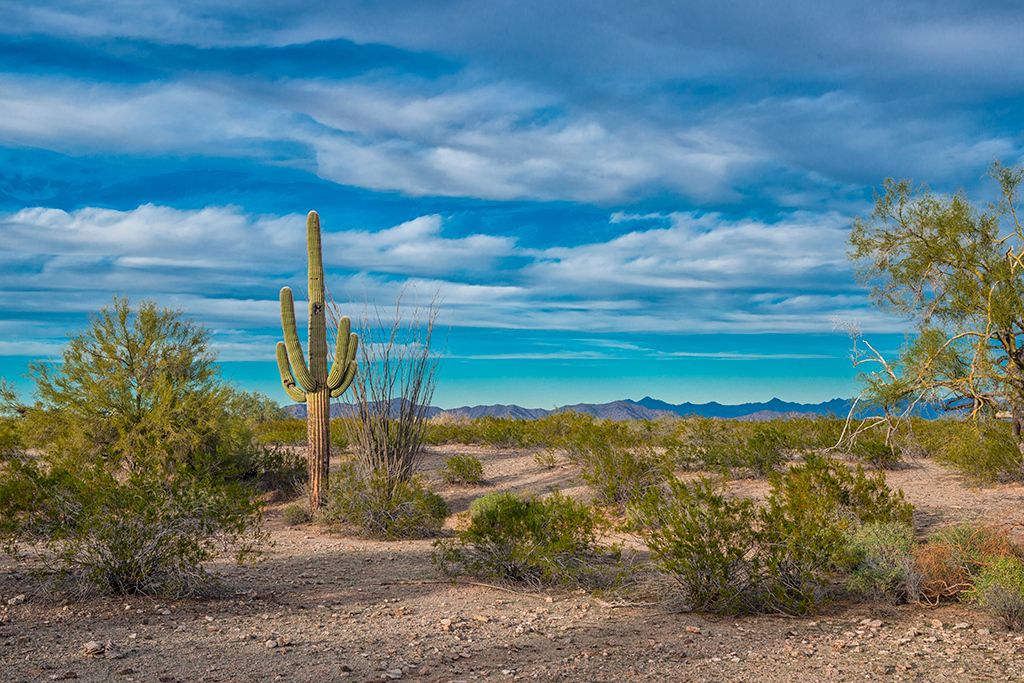 0002 - Timeless Saguaros, Arizona, KC, Square