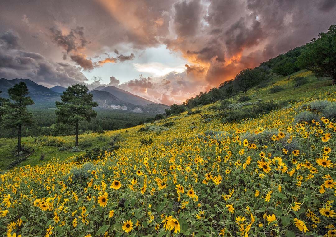 0119 - Sunflowers & Peaks, Arizona, KC, Square