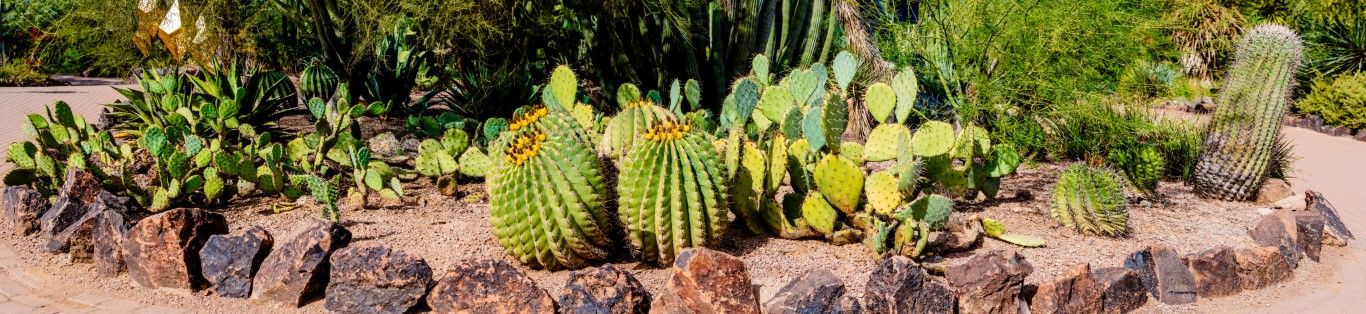 0502 - Succulent Symphony, LD, Panoramic