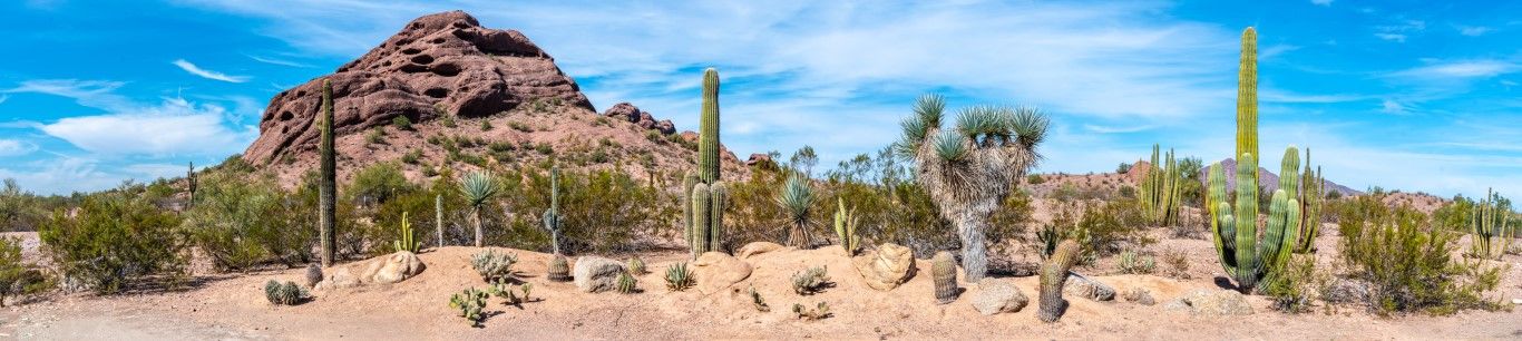 0503 - Saguaro Serenity at Papago, LD, Arizona, Panoramic