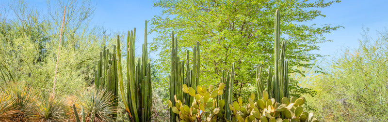 0506 - Towering Cacti of Papago, LD, Arizona, Panoramic