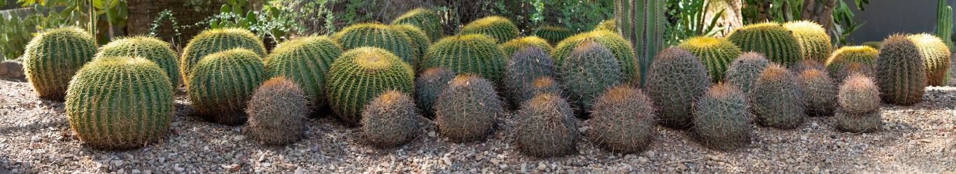 0507 - Golden Barrel Symphony, LD, Arizona, Panoramic