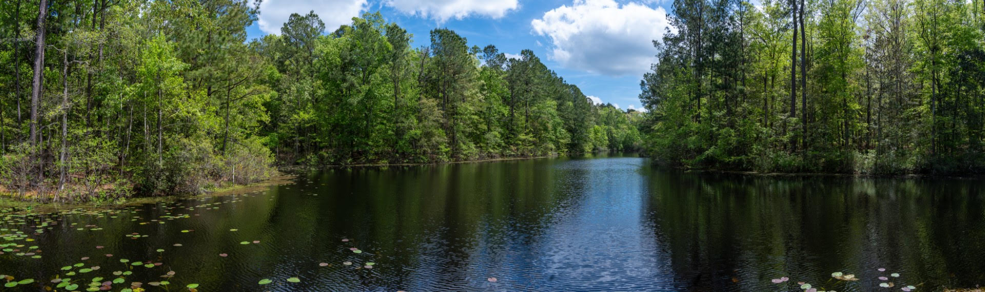 0752 - Forested Wetlands, USA, LD, Panoramic