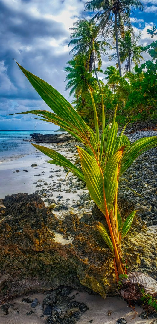 0604 - Coconut Palms, SC, Panoramic