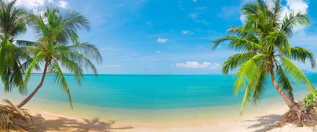 7092, Palm Lined Beach Hideaway, Panoramic
