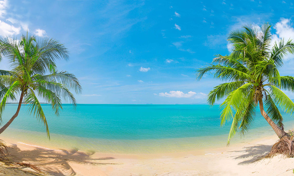 7092, Palm Lined Beach Hideaway, Panoramic