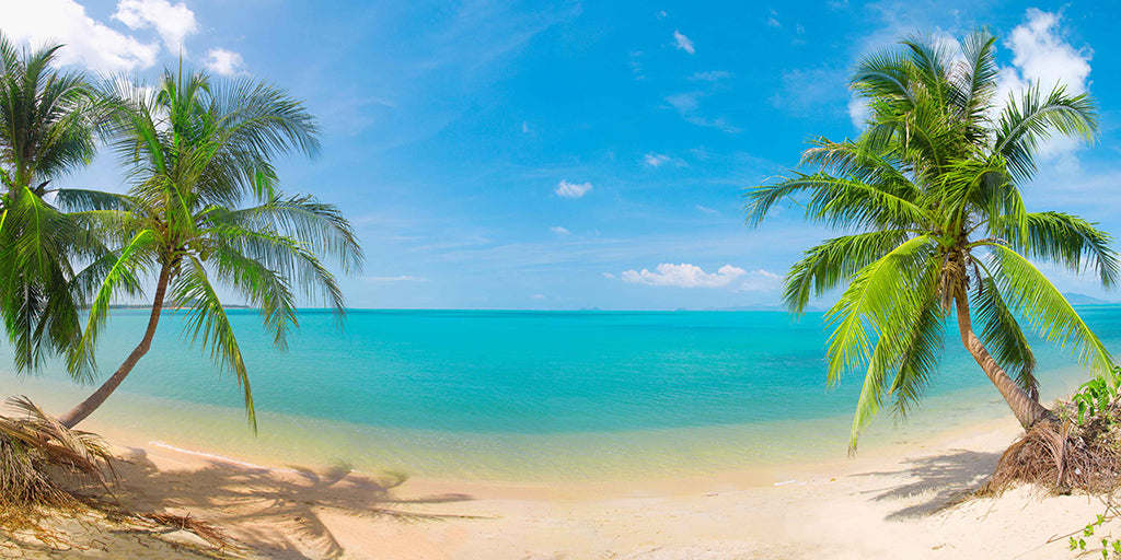 7092, Palm Lined Beach Hideaway, Panoramic