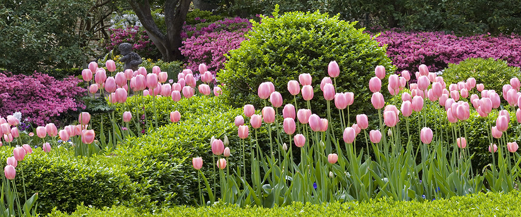 9611, Pink Gardens, South Carolina, Square