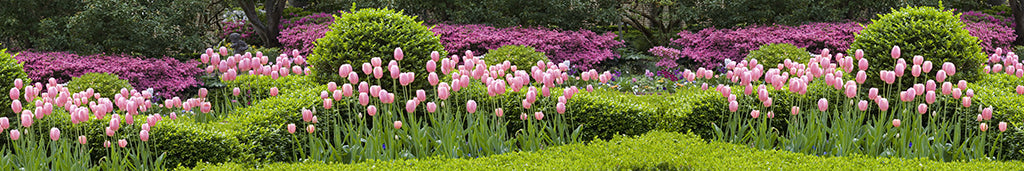 9611, Pink Gardens, South Carolina, Square