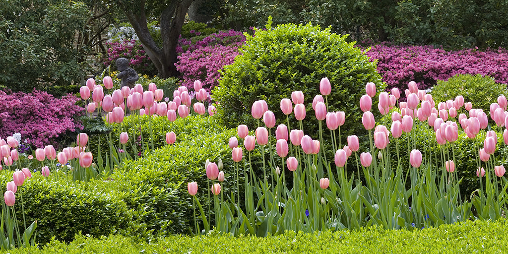 9611, Pink Gardens, South Carolina, Square