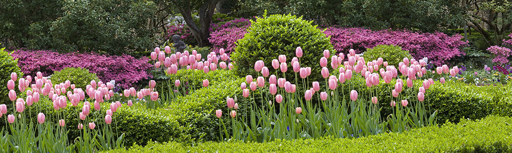 9611, Pink Gardens, South Carolina, Square