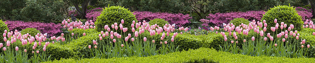 9611, Pink Gardens, South Carolina, Square