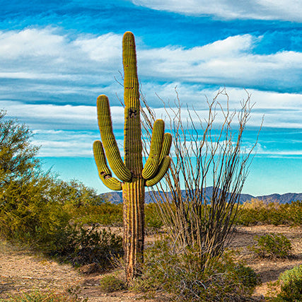 Shop desert-themed outdoor wall murals featuring cactus and mountain landscapes
