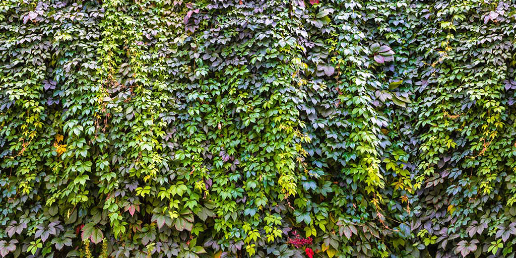 0053, Nature’s Vines, Panoramic
