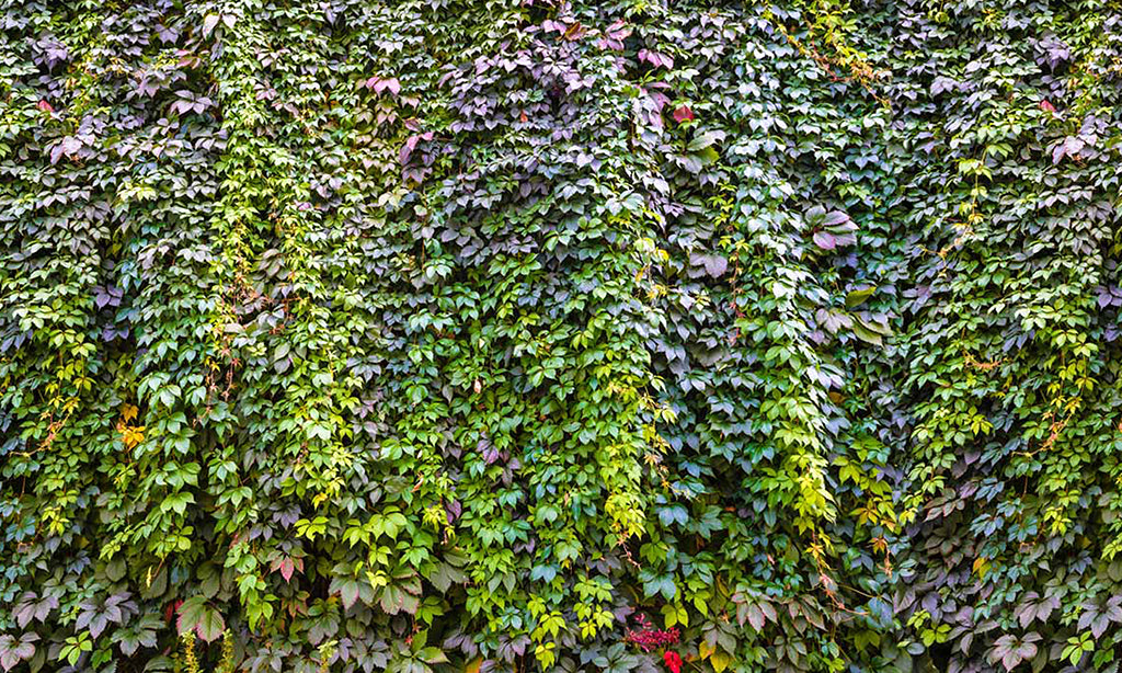 0053, Nature’s Vines, Panoramic