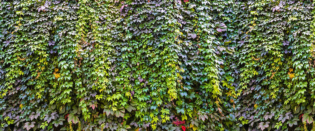0053, Nature’s Vines, Panoramic