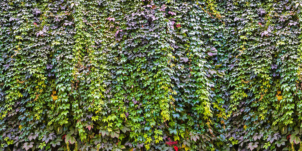 0053, Nature’s Vines, Panoramic