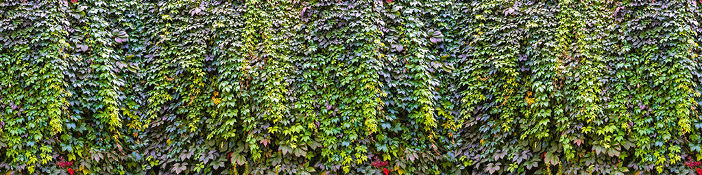 0053, Nature’s Vines, Panoramic