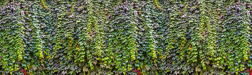 0053, Nature’s Vines, Panoramic
