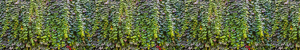 0053, Nature’s Vines, Panoramic