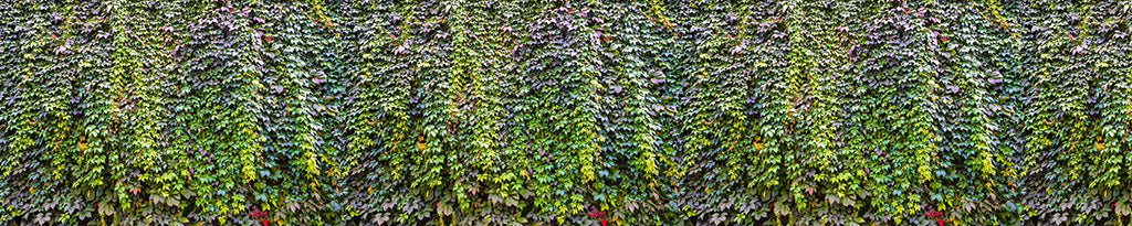 0053, Nature’s Vines, Panoramic